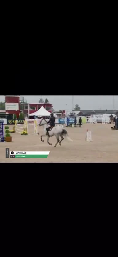 Hoppning hästar till salu: 2 fina kvalitetshästar i Söderköping - Video 2