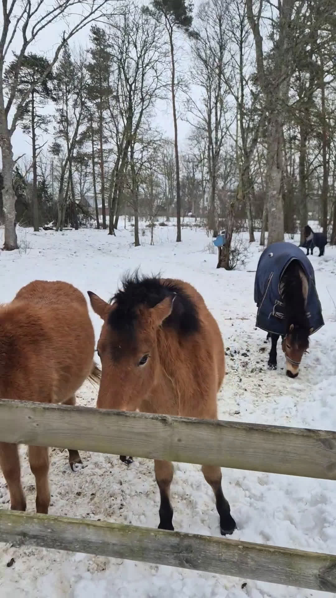 Trav hästar till salu: 1-årigt sto till ponnytrav - Video 1
