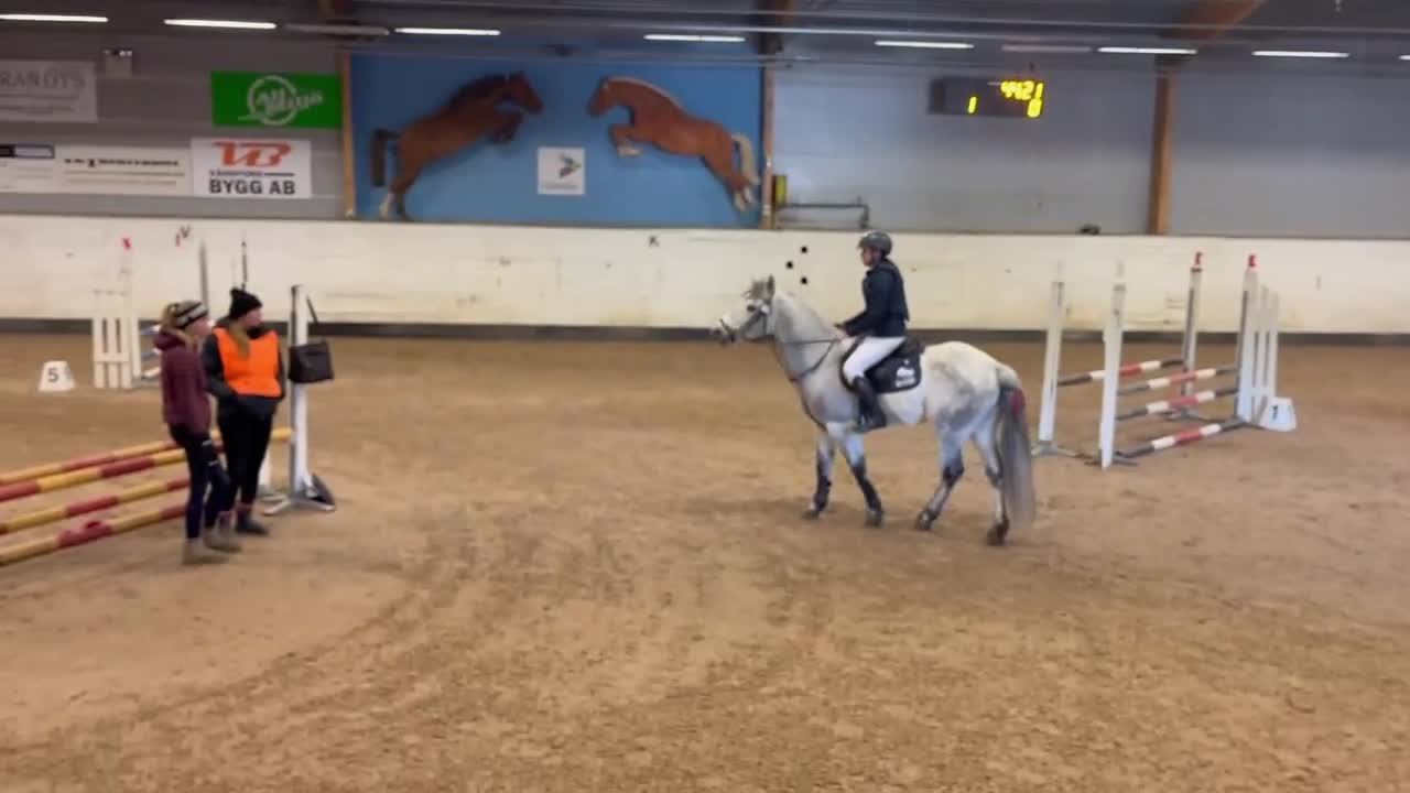 Hoppning hästar till salu: Supersnygg Connemaraponny - Video 2