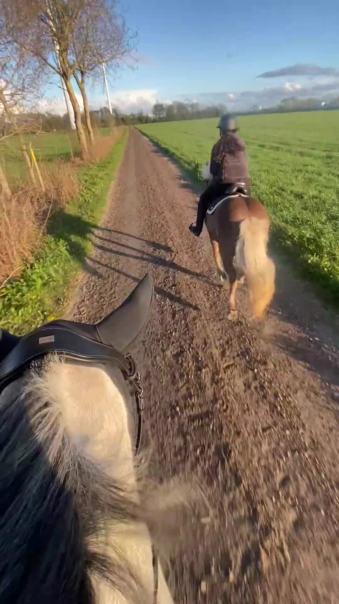 Island hästar till salu: Perfekt barnhäst i Tvååker - Video 1