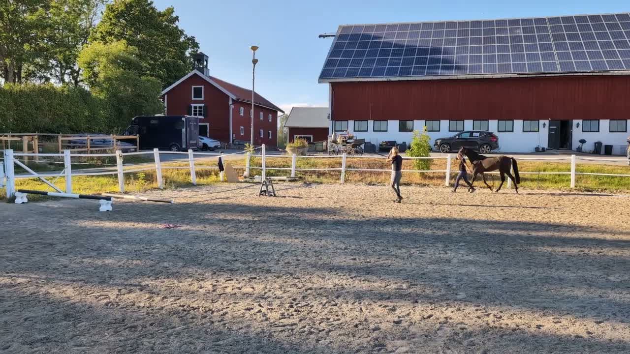 Hoppning hästar till salu: Lovande 3-årig valack med toppenstam för framtiden - Video 3