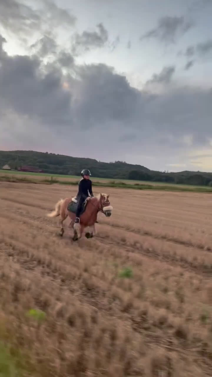 Körning hästar till salu: läromästare söker nytt kärleksfullt hem  i Näsum - Video 2