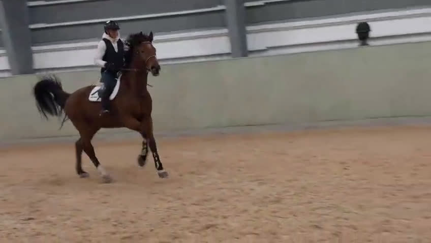 Hoppning hästar till salu: Underbar valack med potential & utstrålning! - Video 2