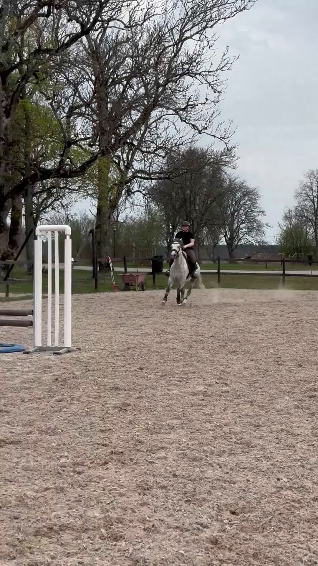 Allround hästar till salu: D ponny med potential i flera grenar  - Video 3