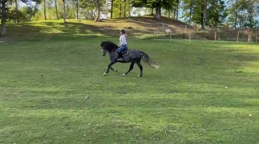 Allround hästar till salu: Nubbe söker ett kärleksfullt hem!  i Bjärnum - Video 1