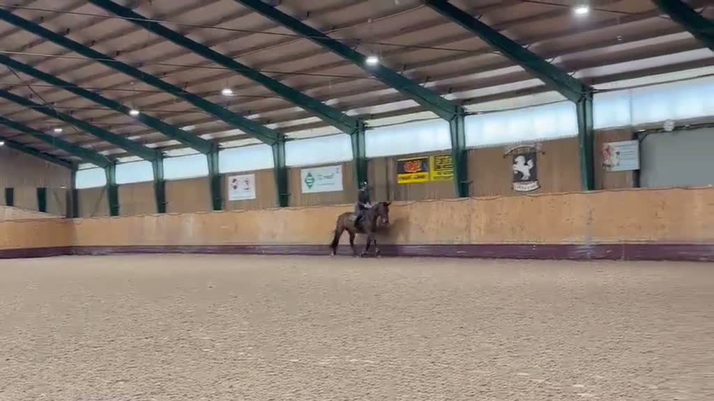 Hoppning hästar till salu: Trevlig tävlingshäst  - Video 1