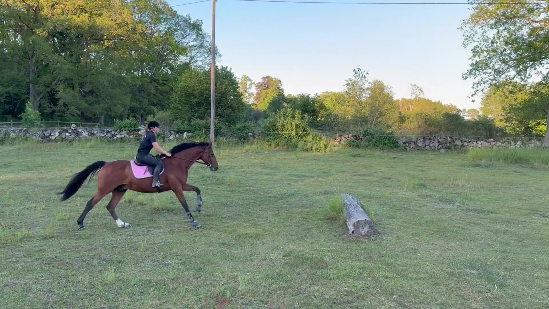 Allround hästar till salu: SWB-valack e. Hip Hop - Video 1