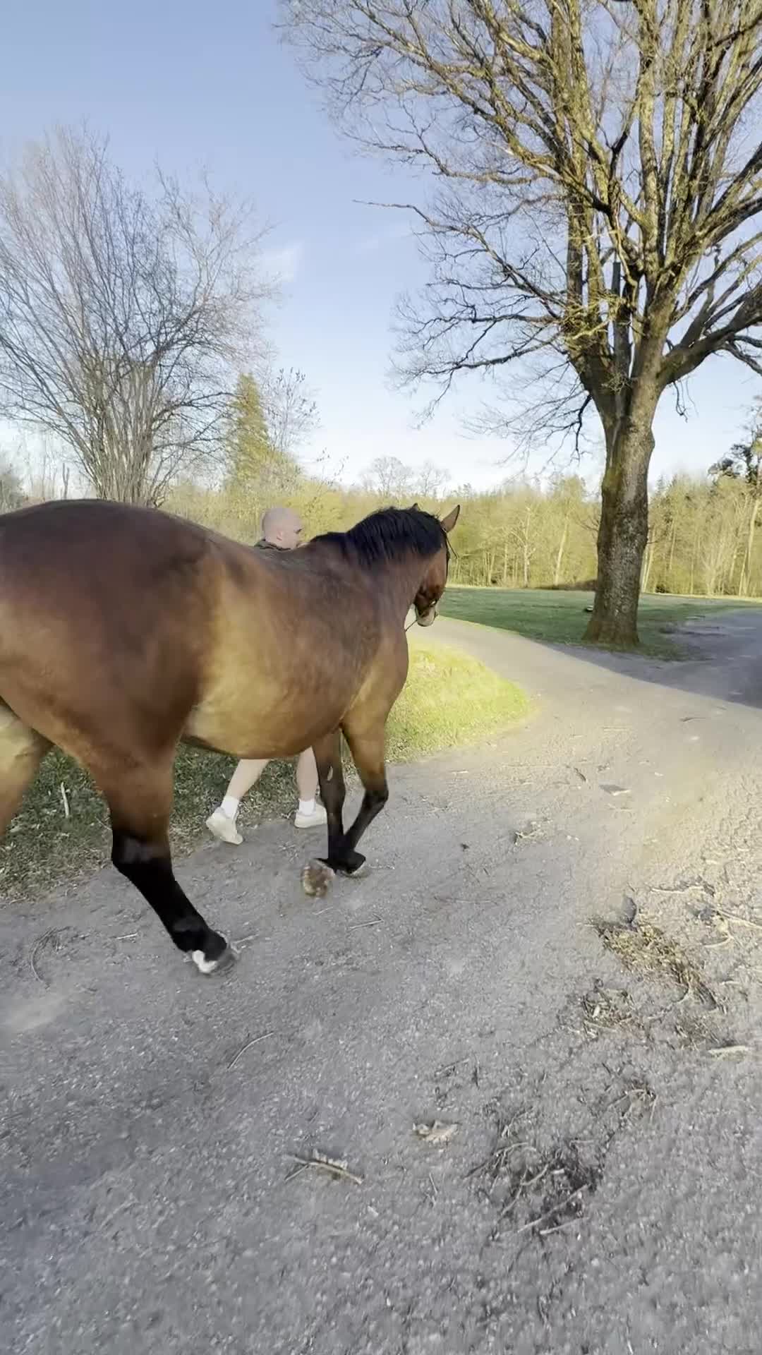 Sällskap hästar till salu: SWB-sto söker nytt hem som sällskap/promenadhäst - Video 4