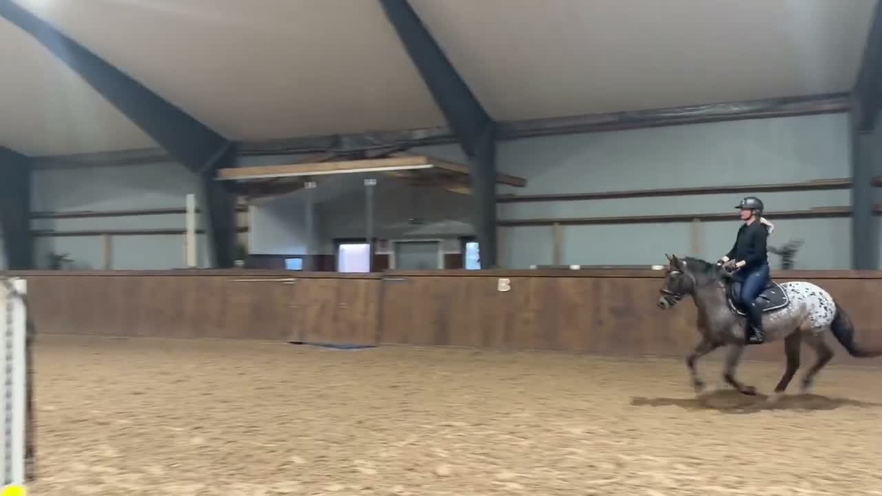Allround hästar till salu: Charmig 5-årig D-ponny med stor potential. 🤎 - Video 2