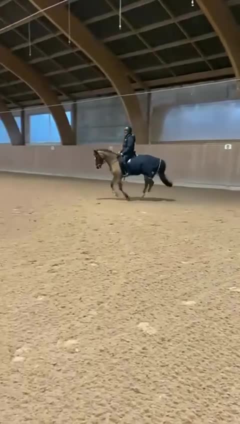 Allround hästar till salu: Erfaren D ponny söker sin bästa vän i Vallda - Video 3