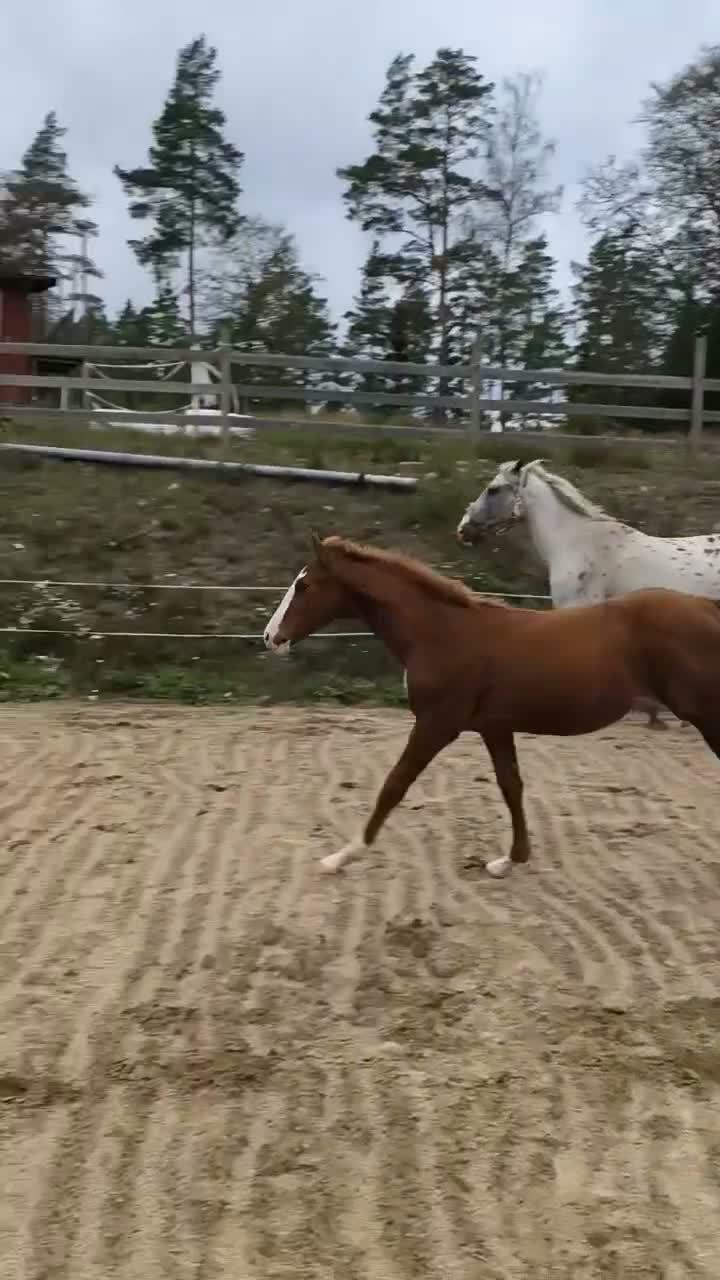 Hoppning hästar till salu: Hoppstammat hingstföl  i Hallabro - Video 1