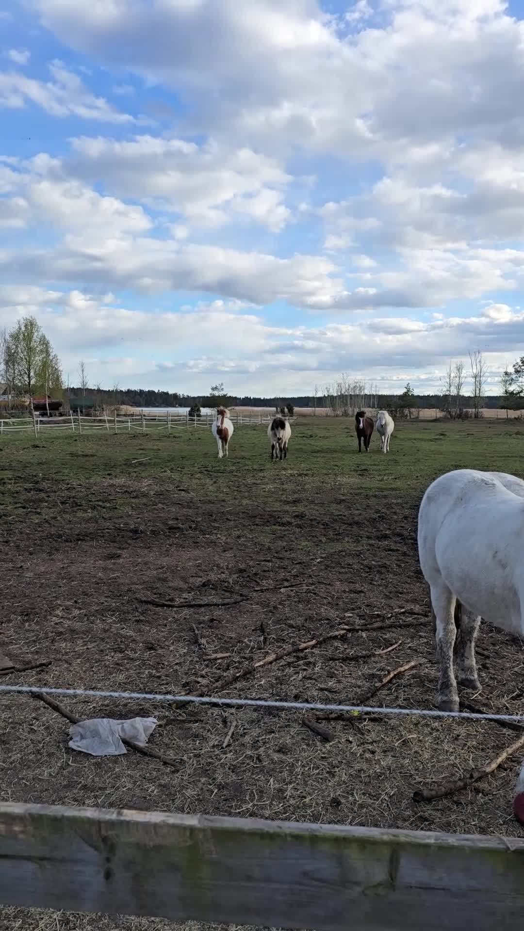 Island hästar till salu: 2 valacker - Video 1