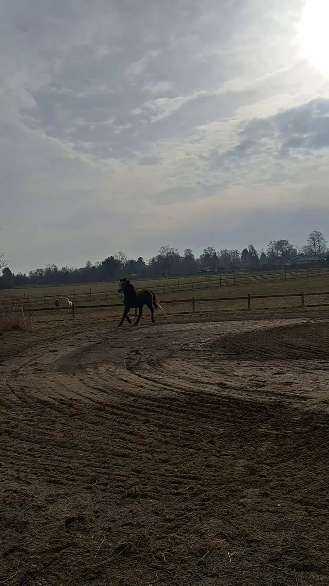 Allround hästar till salu: Vacker Connemara - Video 1