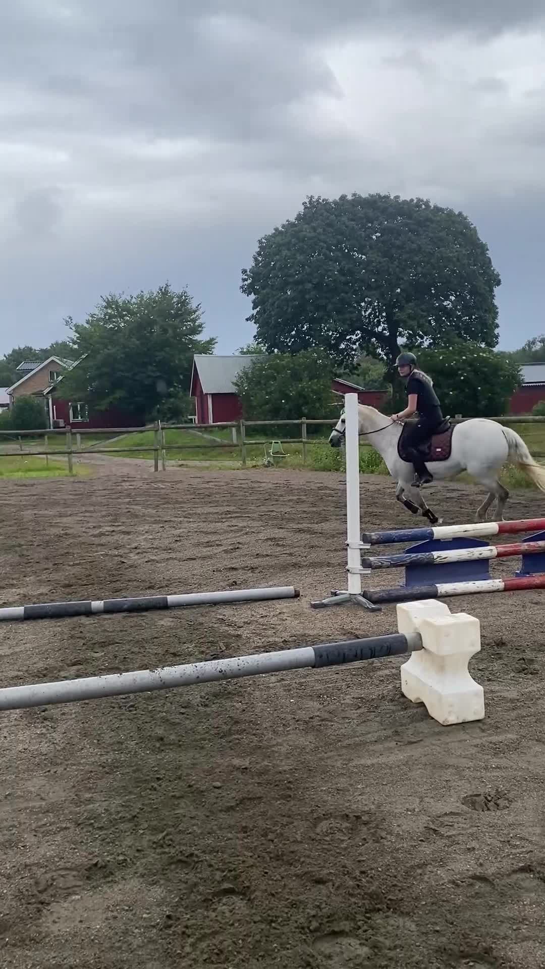 Hoppning hästar till salu: Läromästare, Connemarasto🌸 - Video 5