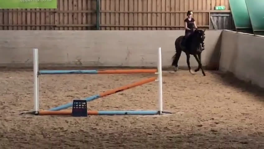 Hoppning hästar till salu: Trevlig hopp/fälttävlanshäst i Sunne - Video 1
