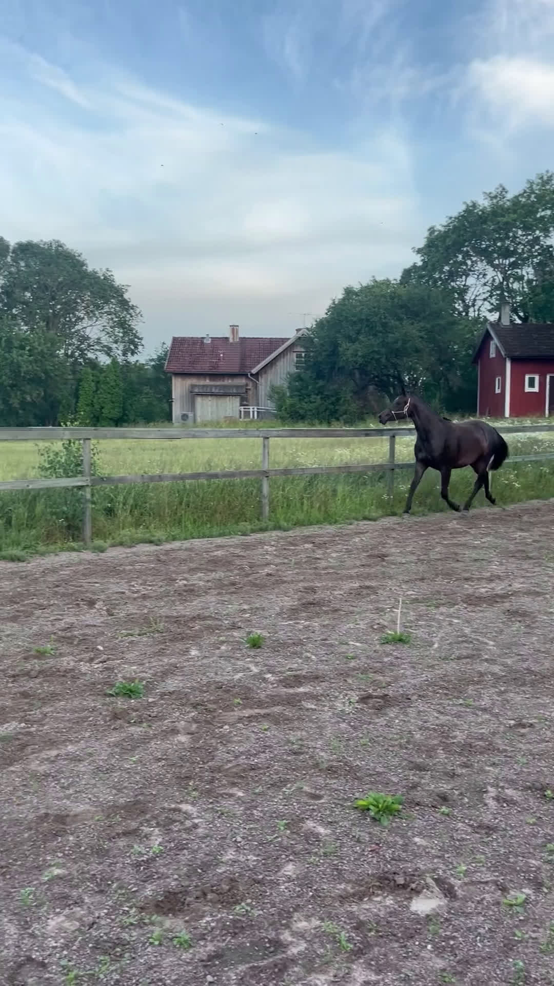 Hoppning hästar till salu: Sto -23 Kanon temperament! i Väring - Video 2