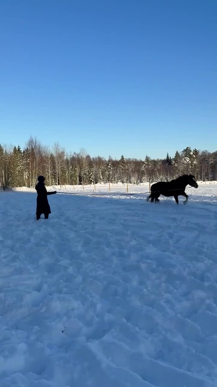 Sällskap hästar till salu: Kallblodstravar-sto sällskap/avel/projekt ev bytes - Video 2
