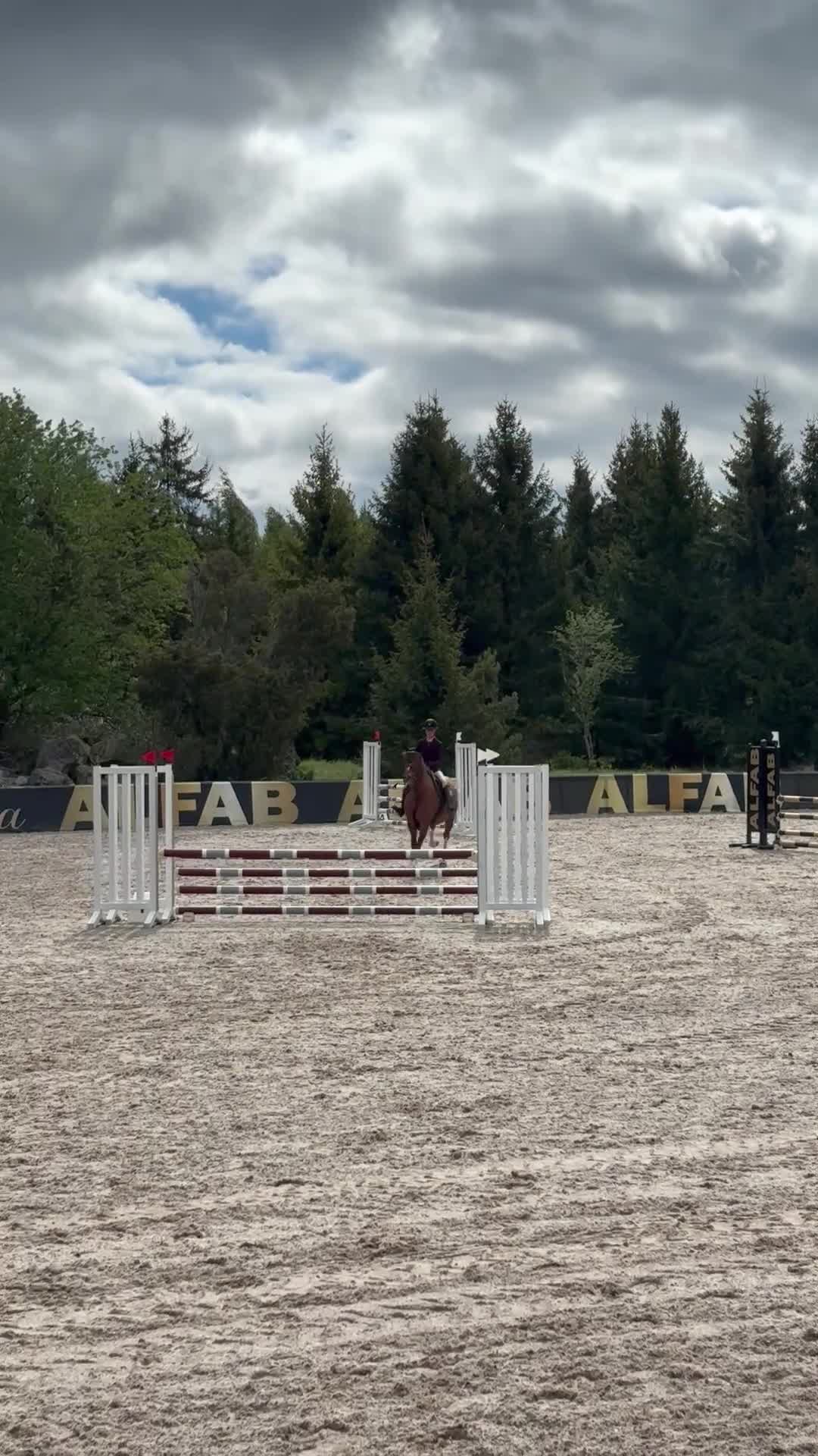 Hoppning hästar till salu: Begåvad 4-åring - Video 3