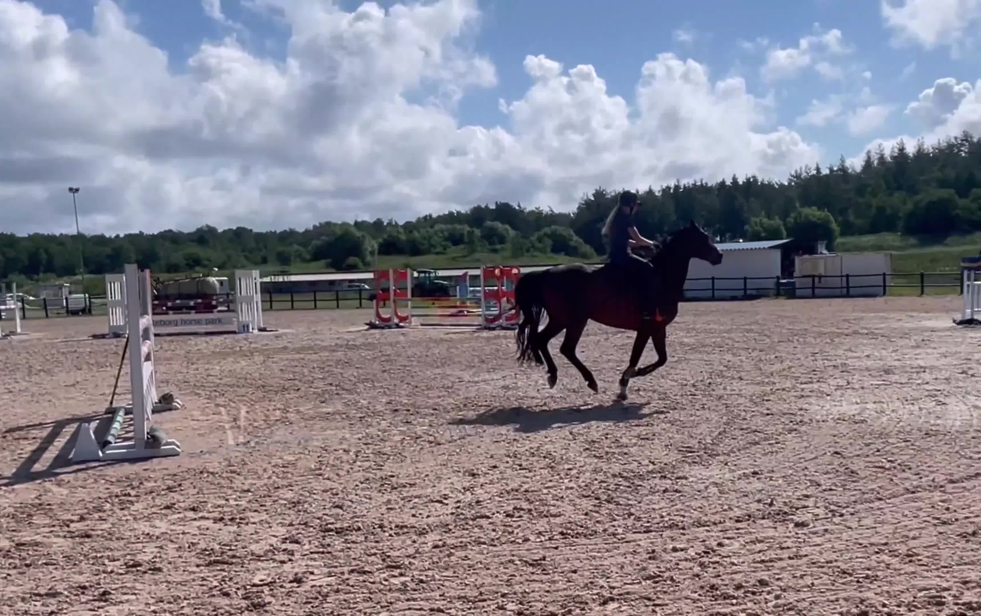 Hoppning hästar till salu: Tävlingshäst och Selektionssto - Video 5