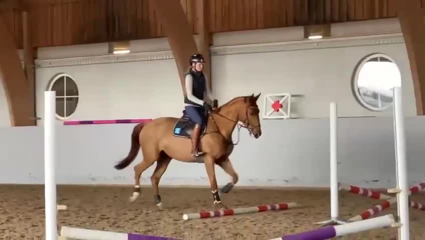 Hoppning hästar till salu: Ridhäst/avel - Video 1