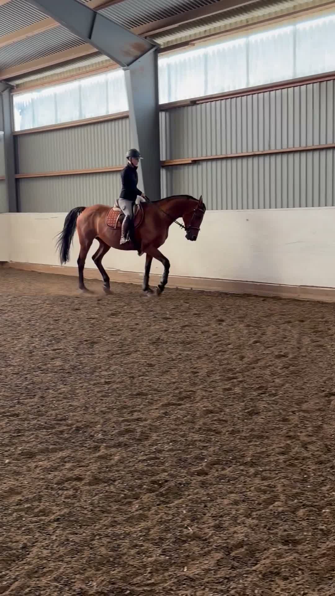 Allround hästar till salu: ✨Ett fantastiskt snällt sto med kvalitet✨ - Video 3