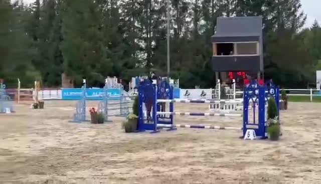 Hoppning hästar till salu: showjumping-dressur schoolmaster - Video 1