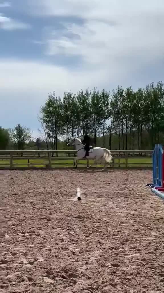 Allround hästar till salu: Charmigt sto med arbetsvilja  - Video 1