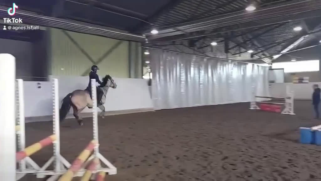 Hoppning hästar till salu: Guldponnyn - Video 3