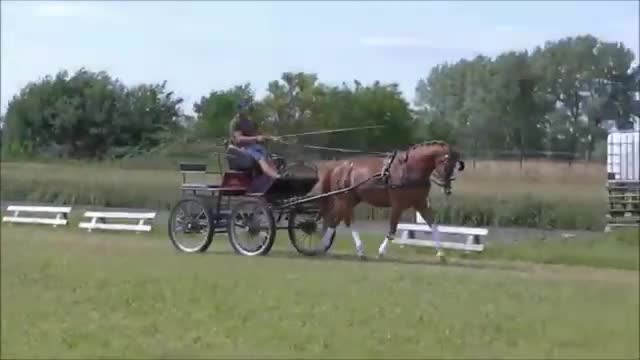 Allround hästar till salu: Top coloured dressage & driving Champion - Video 2