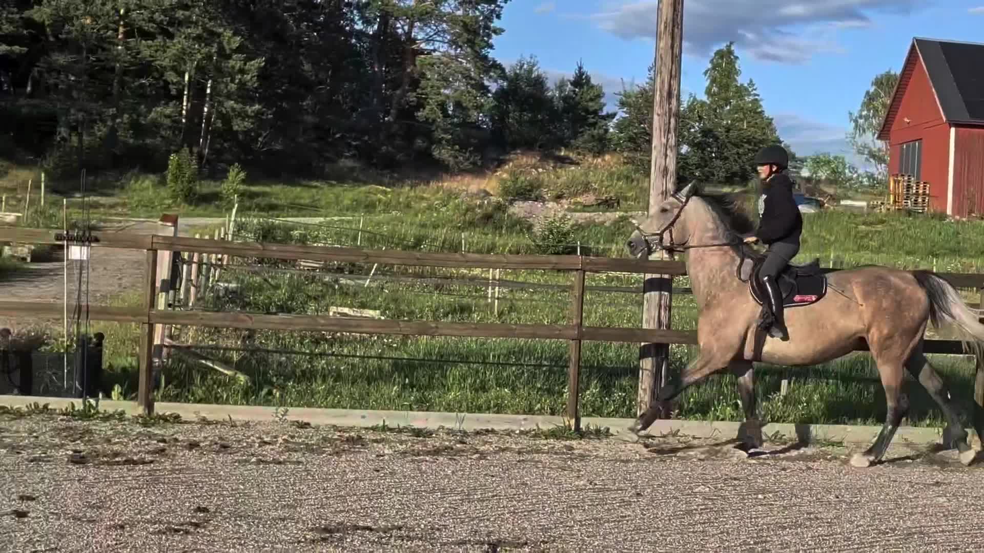 Hoppning hästar till salu: Kristallklar framtid - Video 2