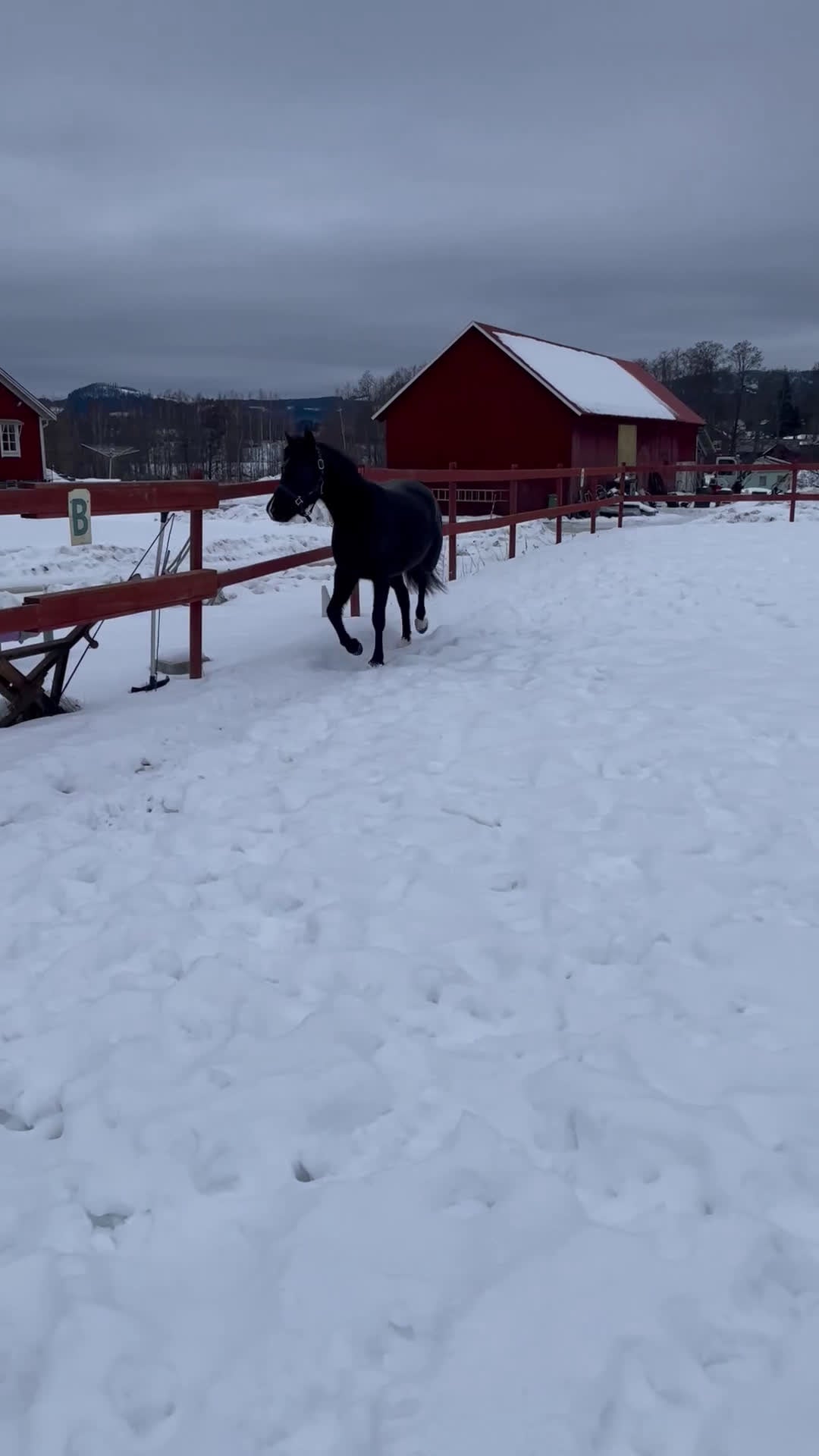 Allround hästar till salu: Supersnäll ungponny i Lysvik - Video 1