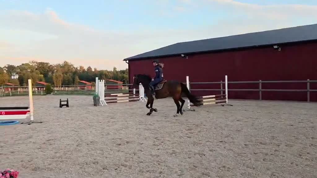 Allround hästar till salu: Snyggt sportigt sto till rutinerad ryttare - Video 3