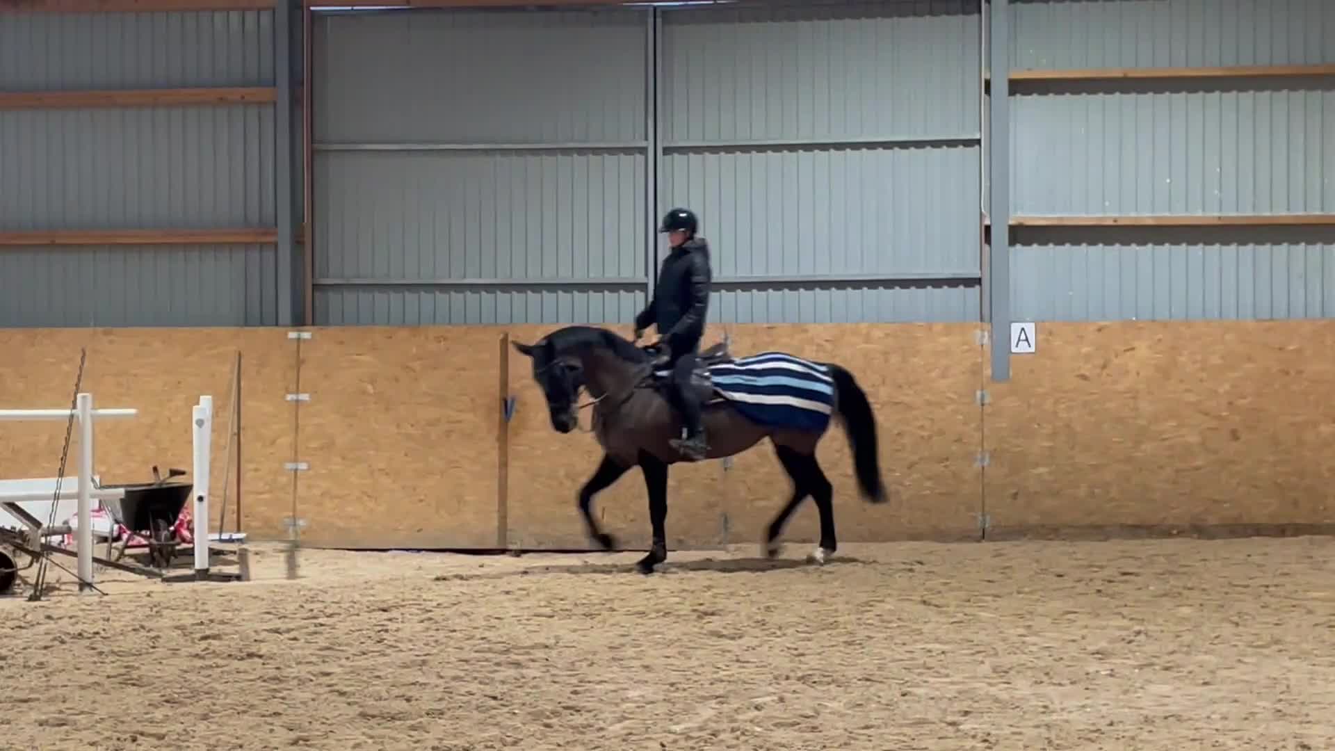 Allround hästar till salu: 🌟Projekthäst🌟 - Video 3