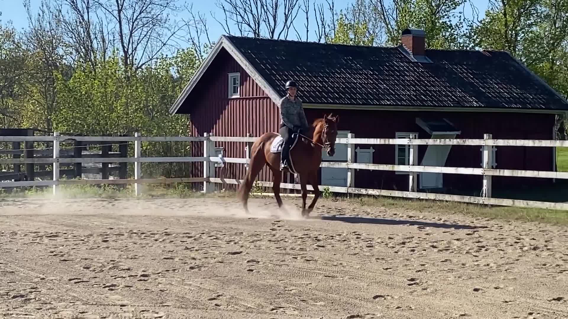 Allround hästar till salu: Vackert och vänligt sto i Trollhättan - Video 2