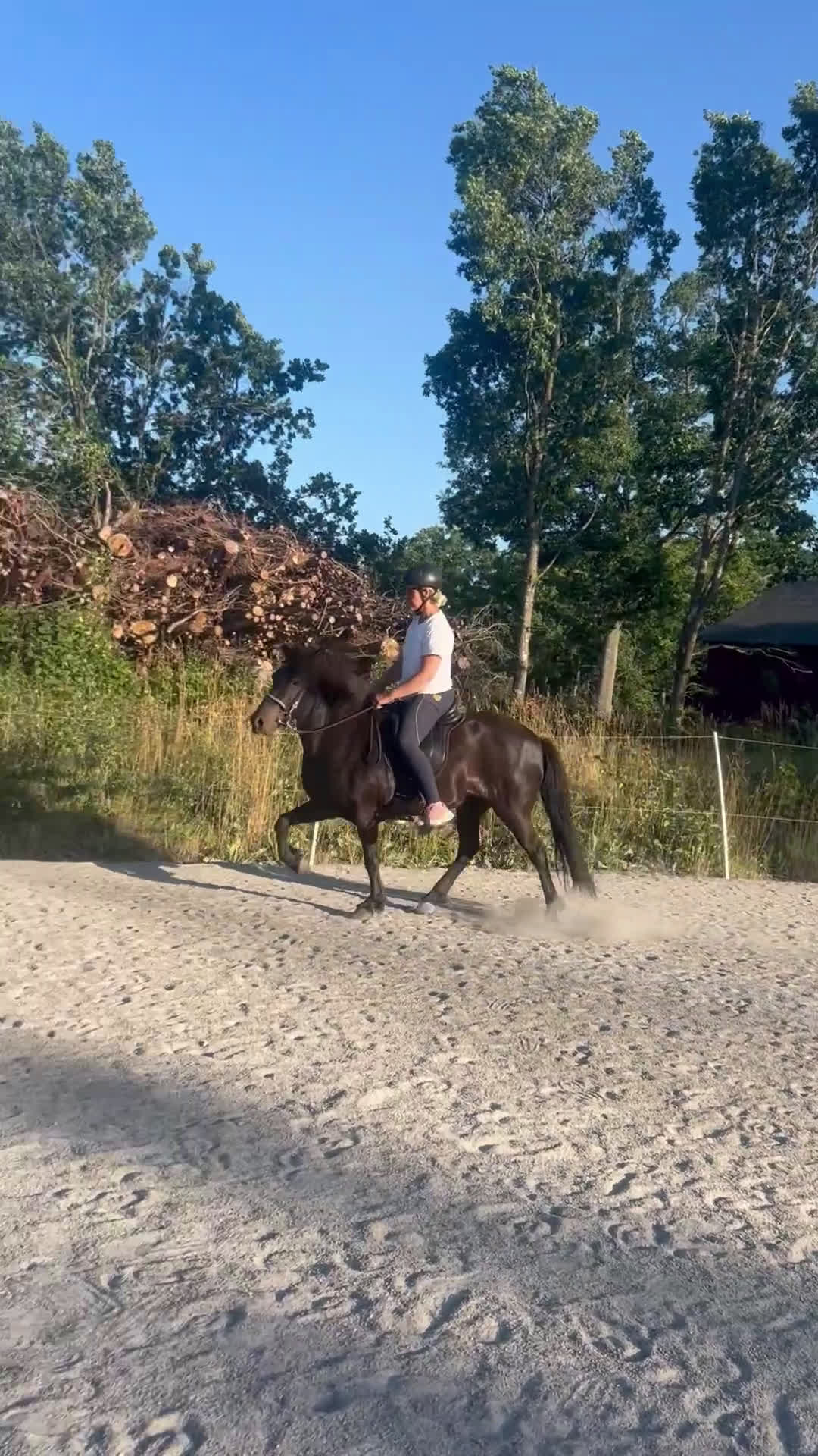 Island hästar till salu: Vackert lovande sto i Torsås - Video 1