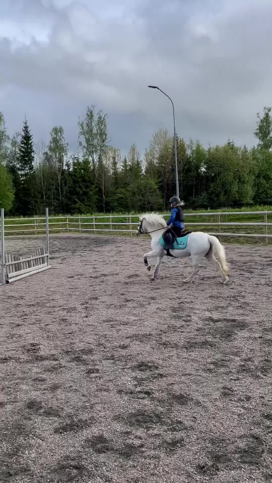 Allround hästar till salu: Toppen snäll barnponny - Video 1