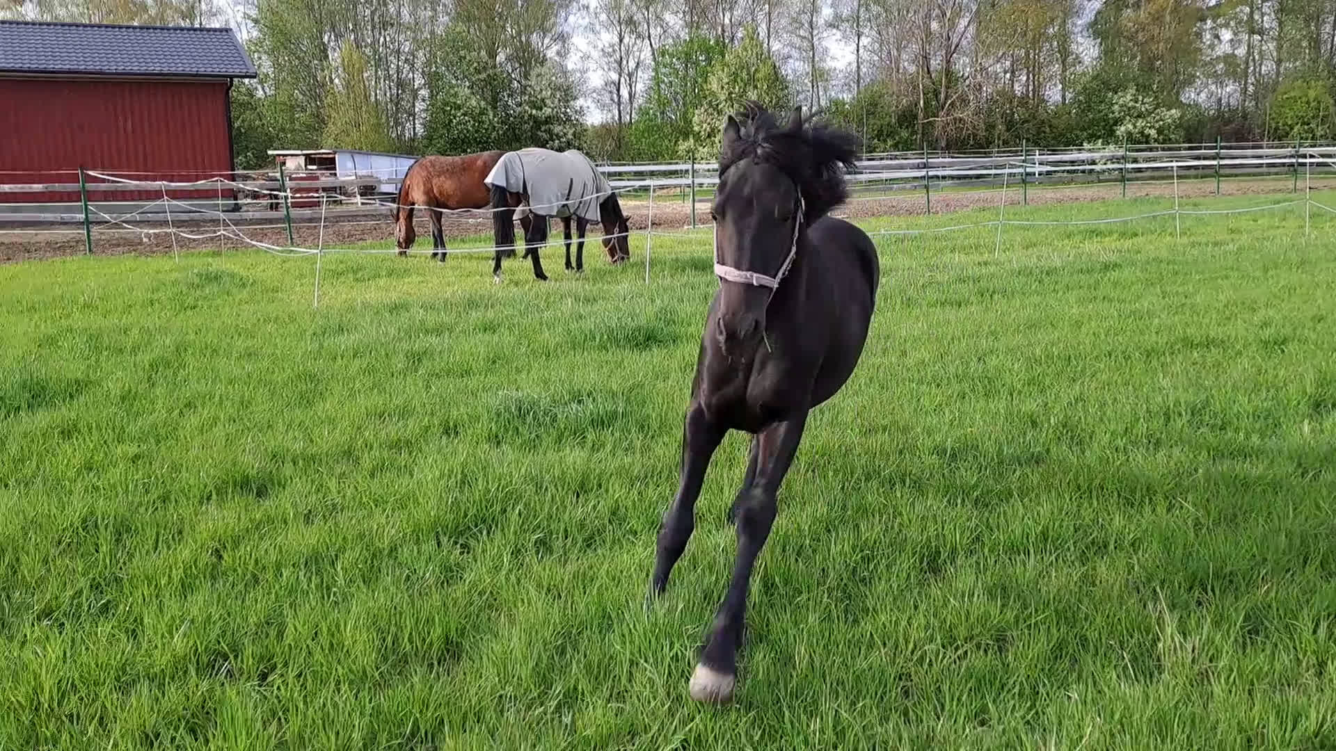 Dressyr hästar till salu: Friesisk häst till salu, snart 2 år - Video 2