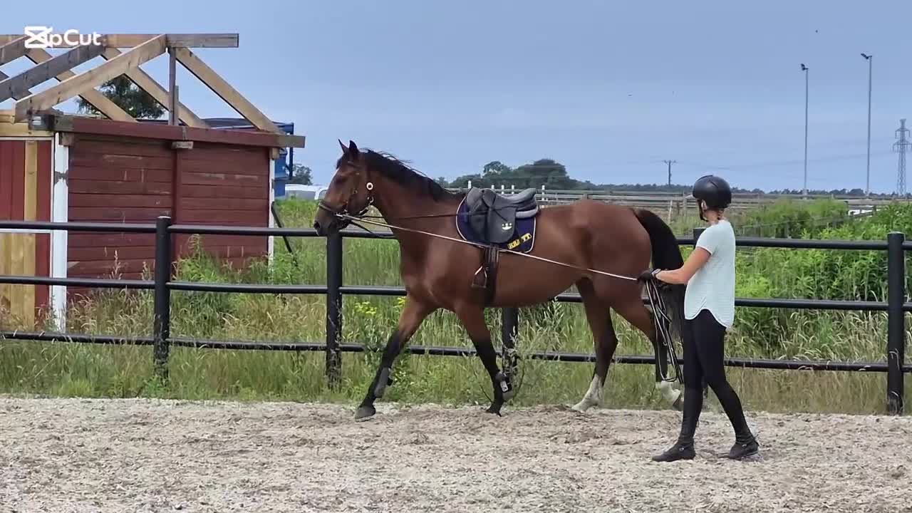 Allround hästar till salu: 5 års sto m hoppförmåga - Video 2