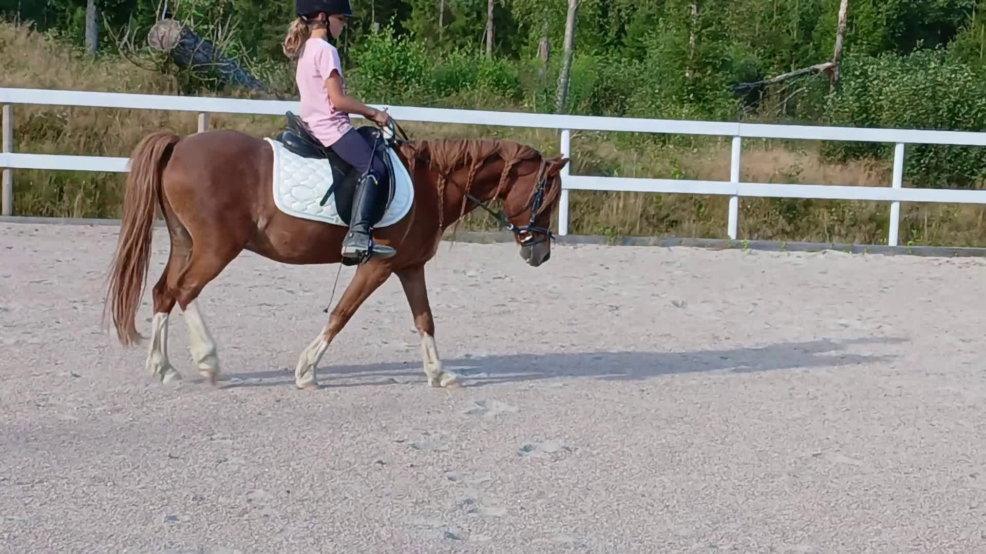 Allround hästar till salu: Svenljunga i Svenljunga - Video 1