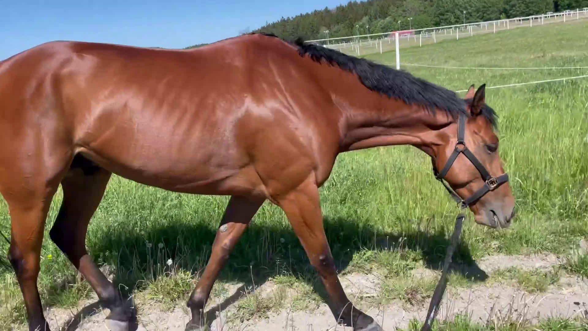 Allround hästar till salu: Väldigt fin häst - Video 1