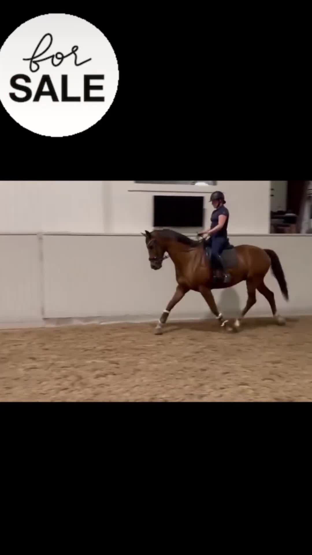 Dressyr hästar till salu: Trevlig dressyrhäst i Bålsta - Video 1