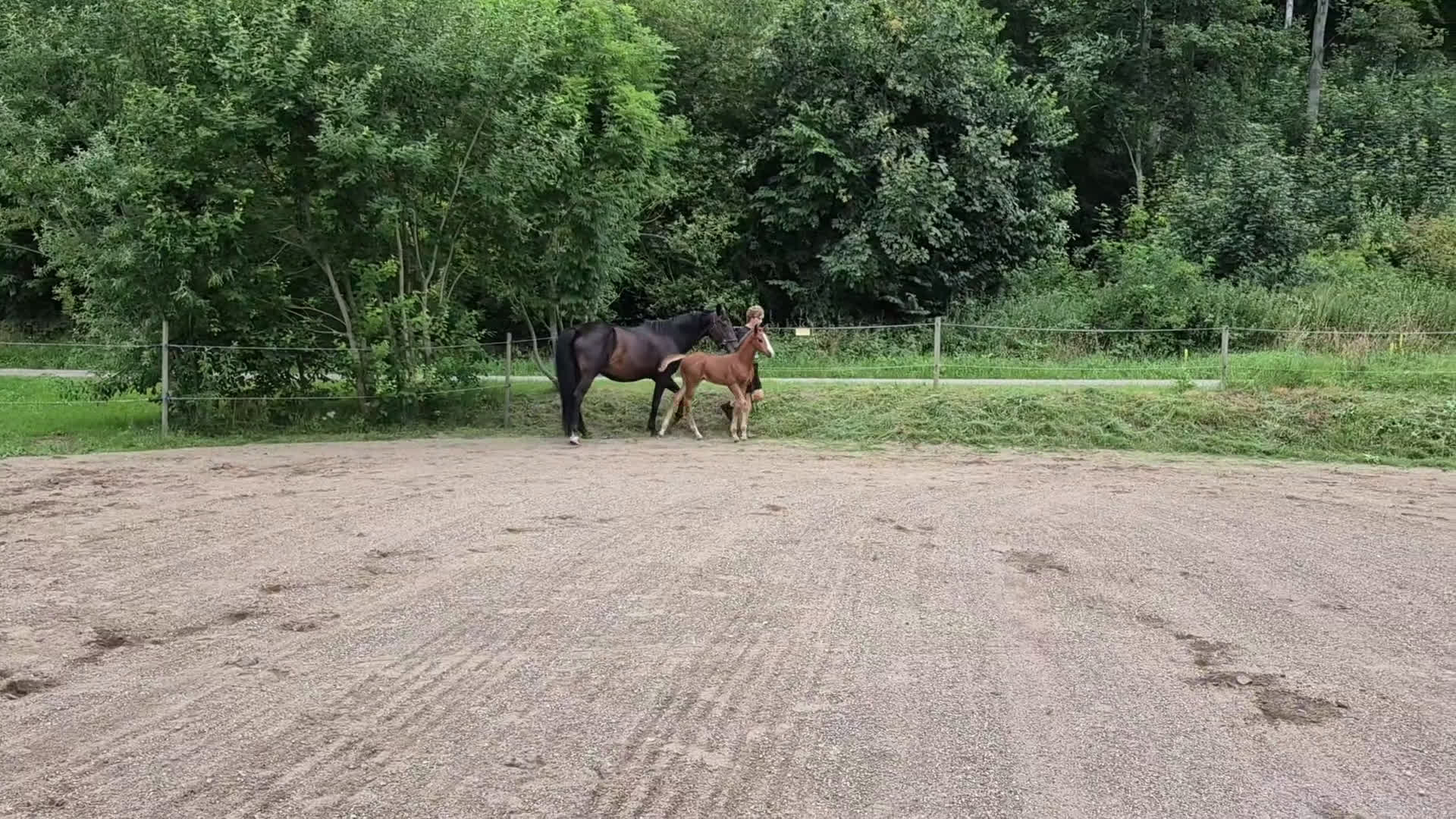 Dressyr hästar till salu: Hingstföl e. Hesselhoej Donkey Boss  i Trelleborg - Video 2