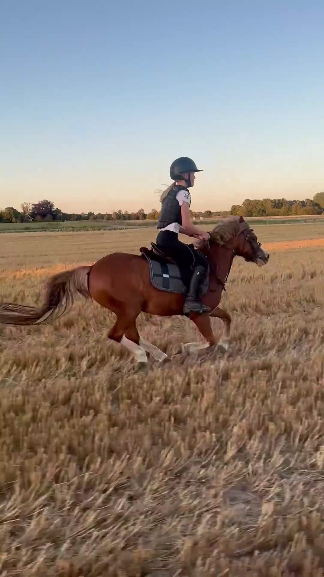 Allround hästar till salu: Sockersöt läromästare  - Video 4