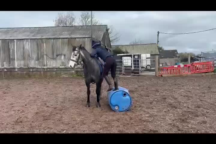 Allround hästar till salu: Vackert och tryggt 1:a klass connemarasto! 💜 - Video 2