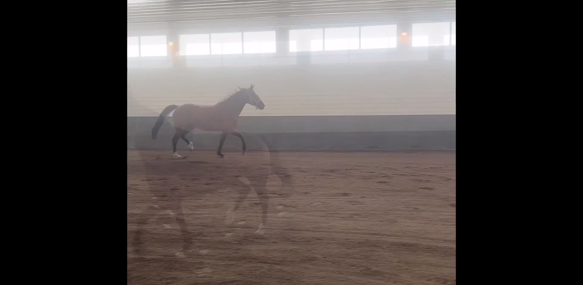 Allround hästar till salu: Tuff brud i lyxförpackning!  - Video 1