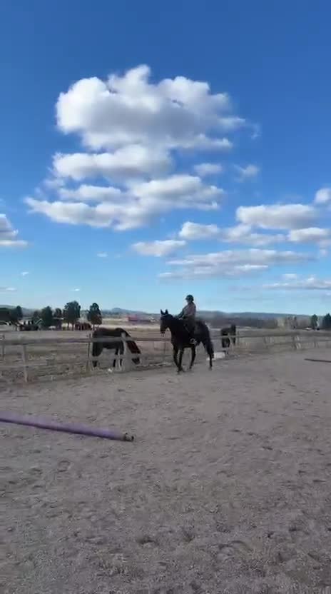Allround hästar till salu: Trevligt sto  - Video 1