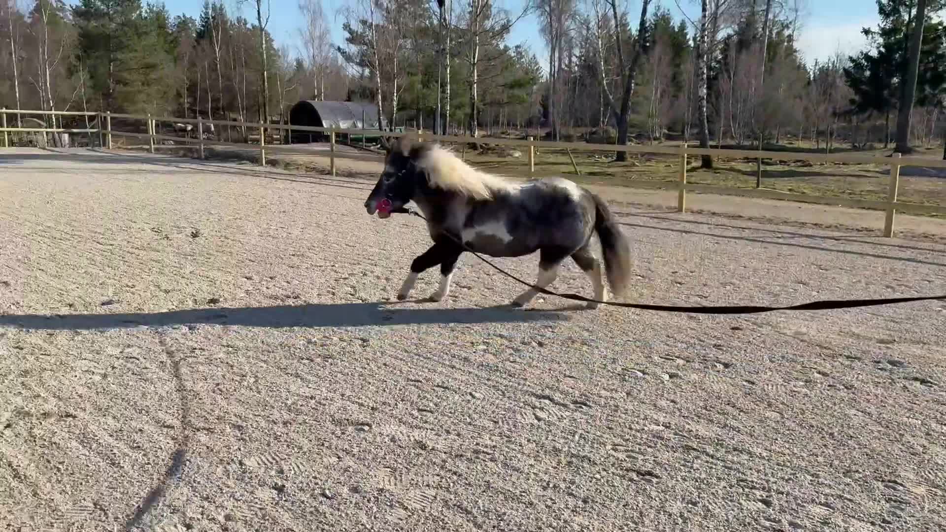 Allround hästar till salu: Härligt sto söker nytt hem!  i Kallinge - Video 2