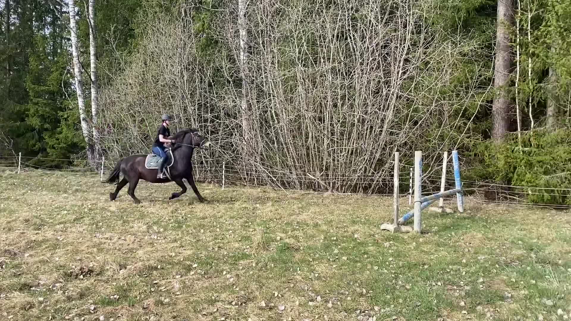 Allround hästar till salu: Piggt kallblodssto  - Video 1