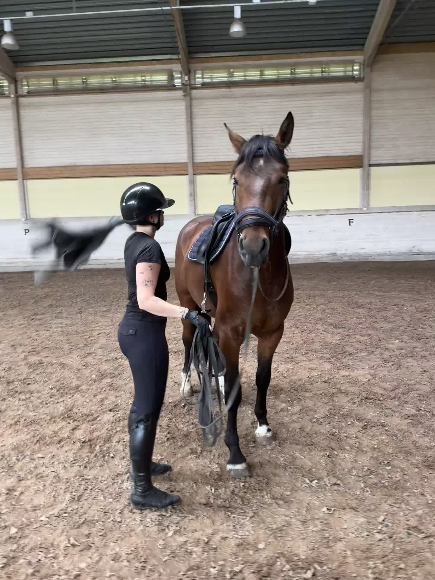 Hoppning hästar till salu: Lovande 3-årig valack e. Dom Perignon Z - Video 5