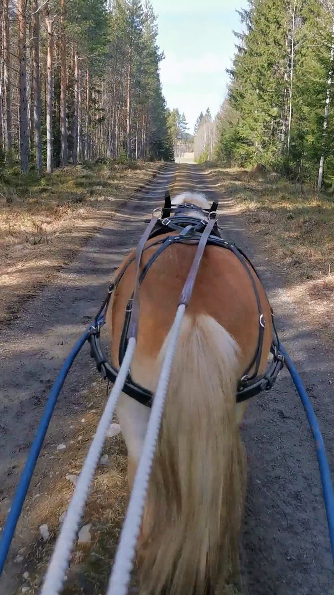Allround hästar till salu: Trevlig ponny  i Oviken - Video 3